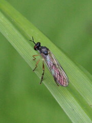 Dioctria linearis