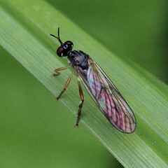Dioctria linearis