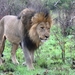 Southern Lion - Photo (c) Jean-Jacques, some rights reserved (CC BY-NC), uploaded by Jean-Jacques