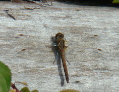 Sympetrum