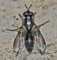 Minthodes diversipes