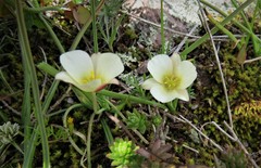 Calochortus exilis
