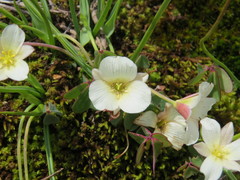 Calochortus exilis