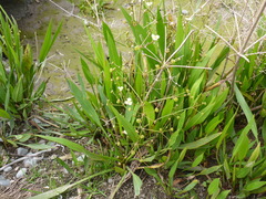 Alisma