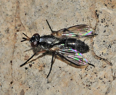 Minthodes diversipes