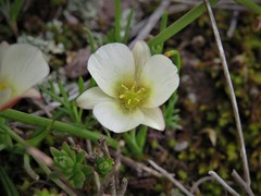 Calochortus exilis