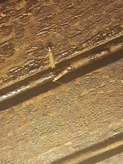 Moodna ostrinella