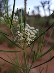 Asclepias subverticillata