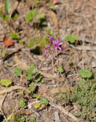 Pelargonium rodneyanum