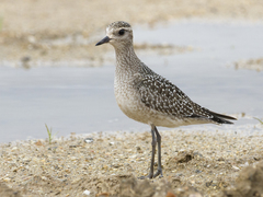 Pluvialis dominica