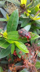 Coelomera bipustulata