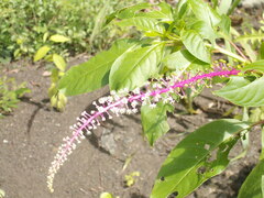 Phytolacca rivinoides