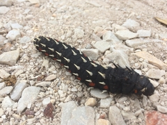 Bunaea alcinoe