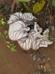 Cecropia peltata