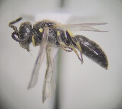 Hylaeus mesillae cressoni