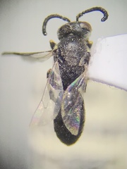 Hylaeus mesillae cressoni