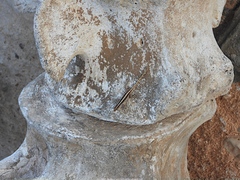 Pristurus sokotranus