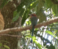 Electron platyrhynchum