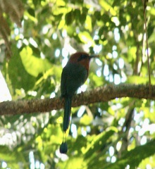 Electron platyrhynchum