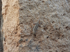 Pristurus sokotranus