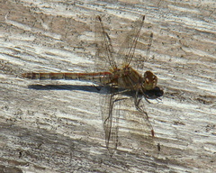 Sympetrum