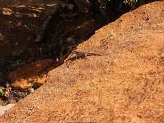 Pristurus sokotranus