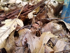 Collybiopsis biformis