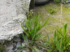 Alisma