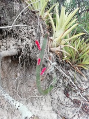 Cleistocactus baumannii
