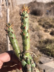 Austrocylindropuntia