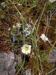 Calochortus exilis
