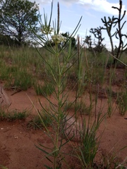 Asclepias subverticillata