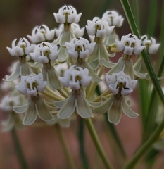 Asclepias subverticillata