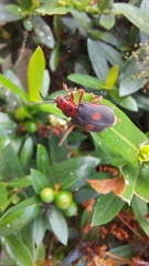 Coelomera bipustulata