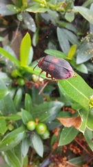 Coelomera bipustulata