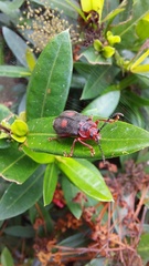 Coelomera bipustulata