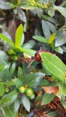 Coelomera bipustulata