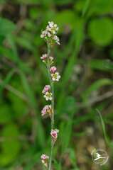Polygonum equisetiforme