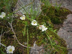 Calochortus exilis
