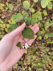 Symphoricarpos