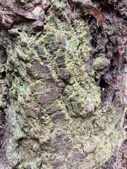 Lepraria finkii