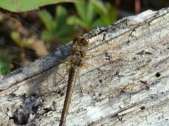 Sympetrum