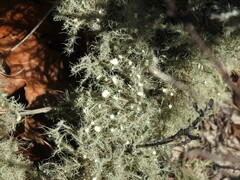 Usnea strigosa