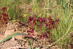 Oxalis stricta rufa