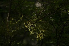 Misodendrum punctulatum