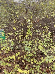 Symphoricarpos