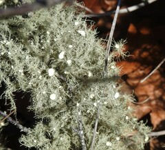 Usnea strigosa