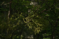 Misodendrum punctulatum