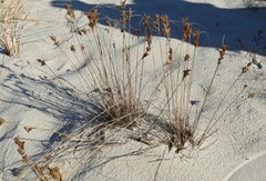 Juncus greenei