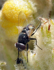 Musca vitripennis